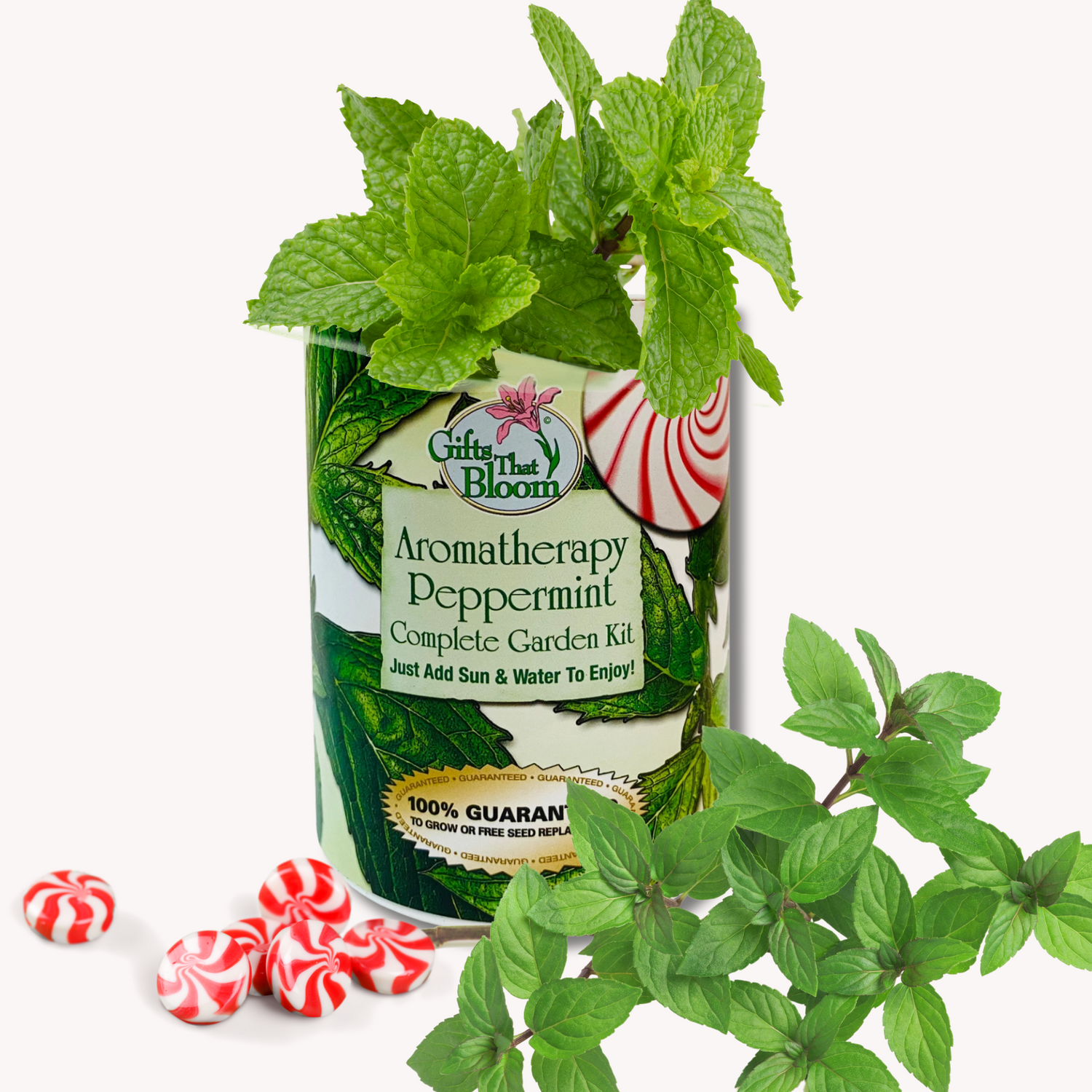Peppermint Aromatherapy Garden Kit
